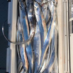 フィッシング キッタカ 釣果