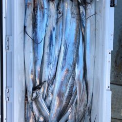 フィッシング キッタカ 釣果