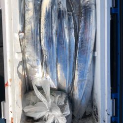 フィッシング キッタカ 釣果