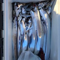 フィッシング キッタカ 釣果