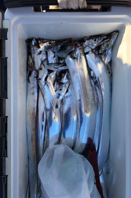 フィッシング キッタカ 釣果