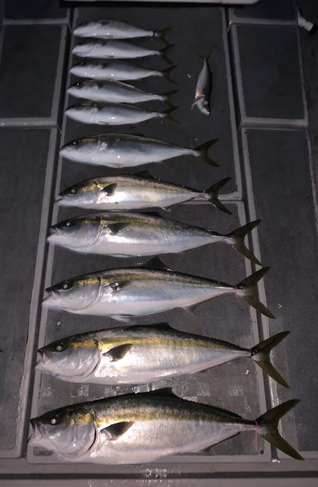 SeaRide(シーライド) 釣果