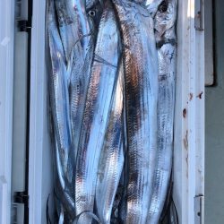 フィッシング キッタカ 釣果