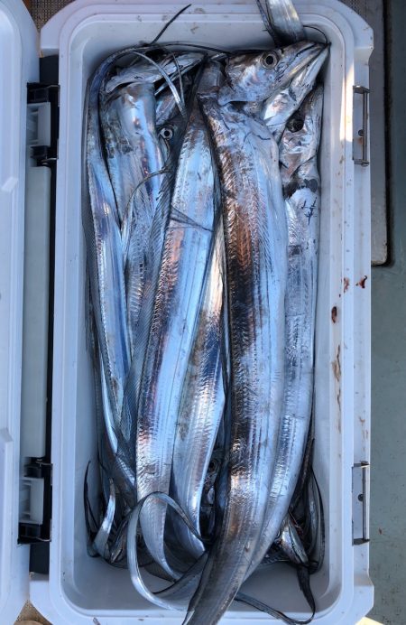 フィッシング キッタカ 釣果