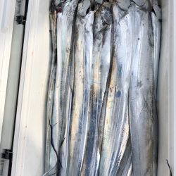 フィッシング キッタカ 釣果