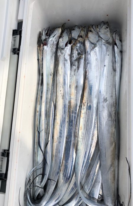 フィッシング キッタカ 釣果