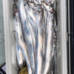 フィッシング キッタカ 釣果