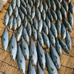 釣人家 釣果