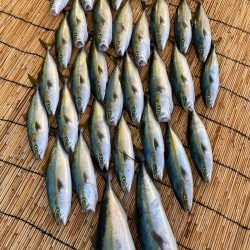 釣人家 釣果
