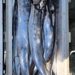 フィッシング キッタカ 釣果