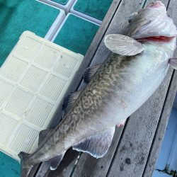 千尋丸 釣果