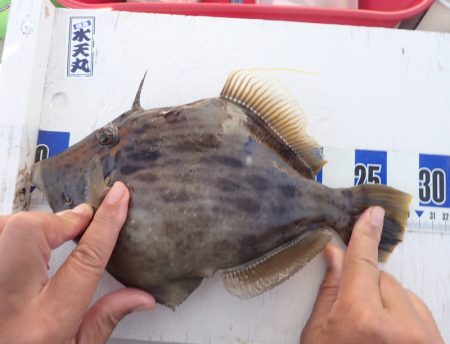 水天丸 釣果