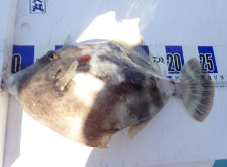 水天丸 釣果