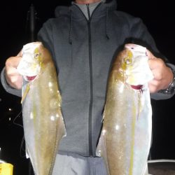 ＪＤＩ　Ｒａｃｉｎｇ　シールズマリンレジャー 釣果