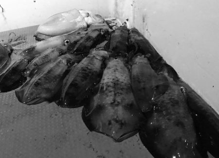 South Current 釣果