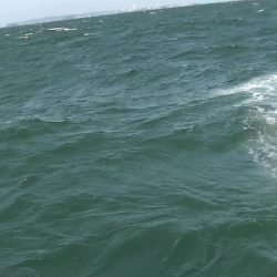 JDI Racing シールズマリンレジャー 釣果