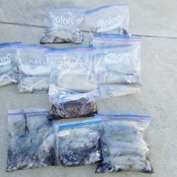 マリンガイド福丸 釣果