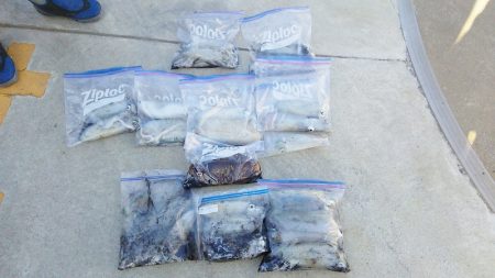 マリンガイド福丸 釣果