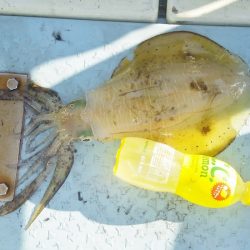 マリンガイド福丸 釣果