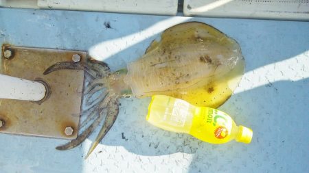 マリンガイド福丸 釣果