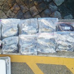 マリンガイド福丸 釣果