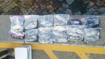 マリンガイド福丸 釣果