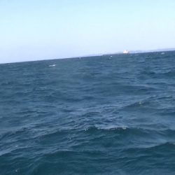 JDI Racing シールズマリンレジャー 釣果