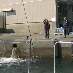 JDI Racing シールズマリンレジャー 釣果