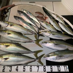 オーシャンスター(Ocean Star) 釣果