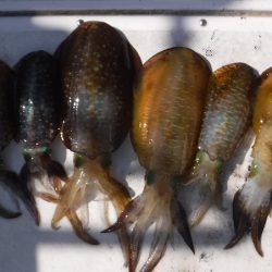 JDI Racing シールズマリンレジャー 釣果