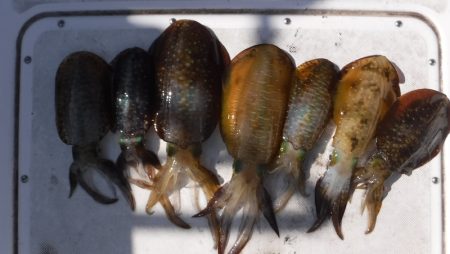 JDI Racing シールズマリンレジャー 釣果