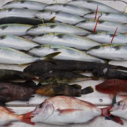 JDI Racing シールズマリンレジャー 釣果