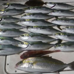 JDI Racing シールズマリンレジャー 釣果