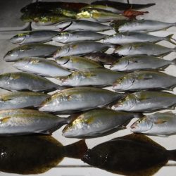 ＪＤＩ　Ｒａｃｉｎｇ　シールズマリンレジャー 釣果