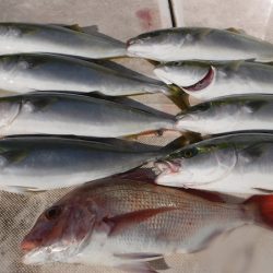 JDI Racing シールズマリンレジャー 釣果