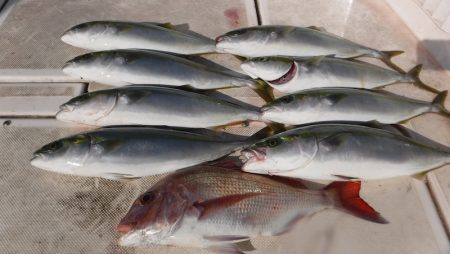 ＪＤＩ　Ｒａｃｉｎｇ　シールズマリンレジャ…