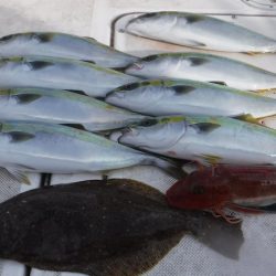 JDI Racing シールズマリンレジャー 釣果