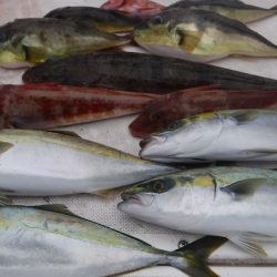 JDI Racing シールズマリンレジャー 釣果