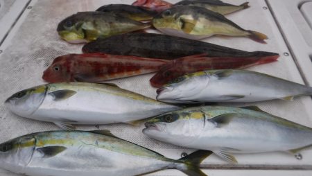 JDI Racing シールズマリンレジャー 釣果