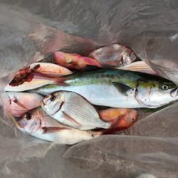 海季丸(みきまる) 釣果