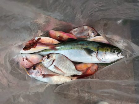 海季丸(みきまる) 釣果