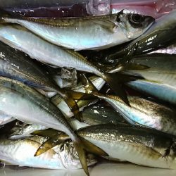 シースナイパー海龍 釣果