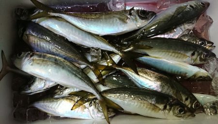 シースナイパー海龍 釣果