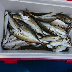 深川 吉野屋 釣果