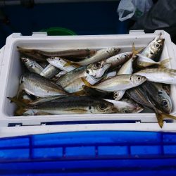 深川 吉野屋 釣果