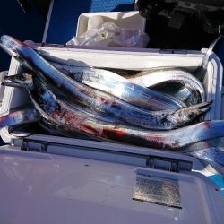 深川　吉野屋 釣果