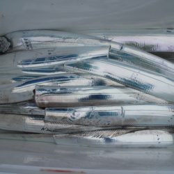 KIM Fishing Guide Service 釣果