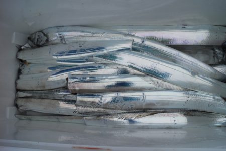 KIM Fishing Guide Service 釣果