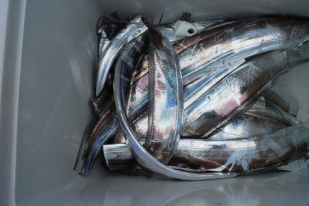 KIM Fishing Guide Service 釣果