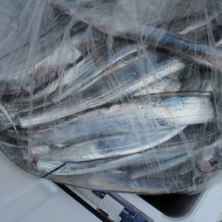 KIM Fishing Guide Service 釣果